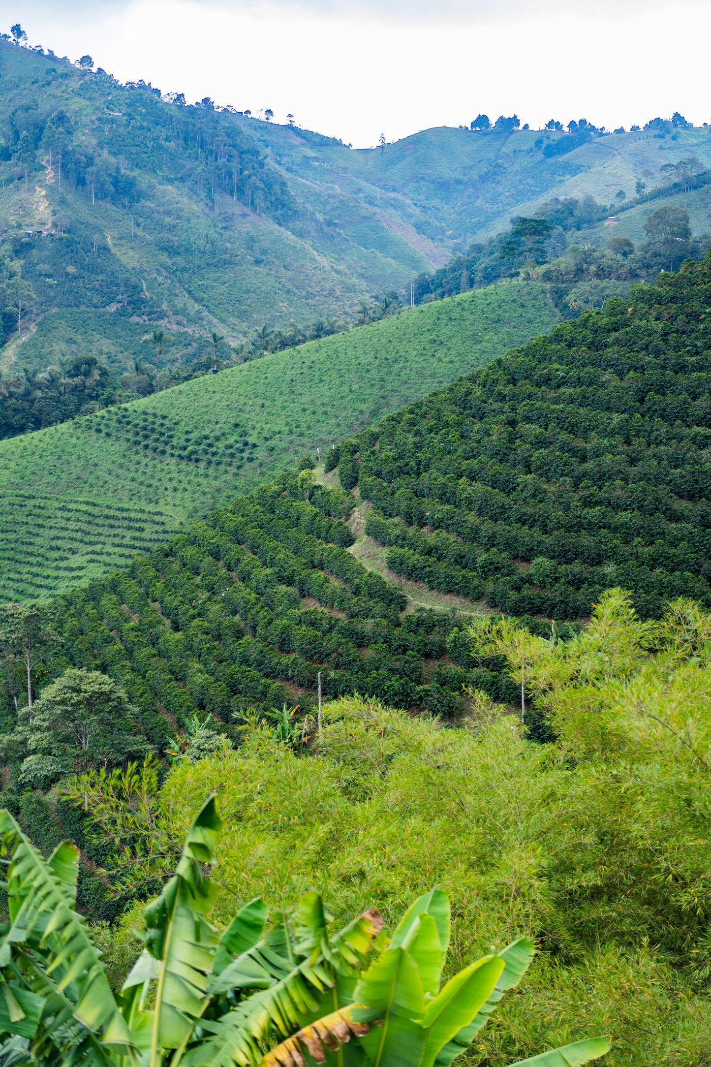 Las Flores - Citrus Java *rare*