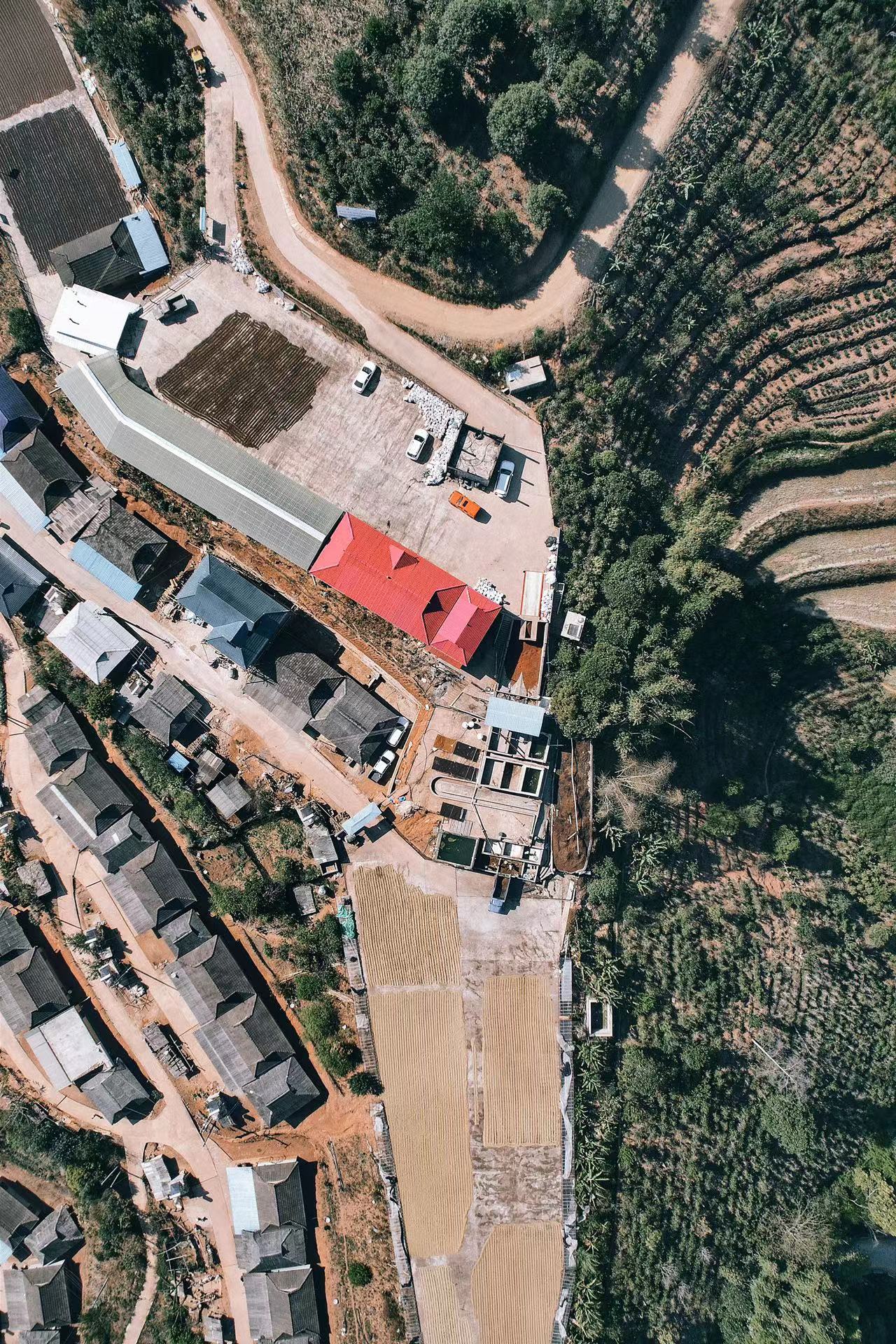 Princess Peacock - By Dagu *Rare* 2024 (old)