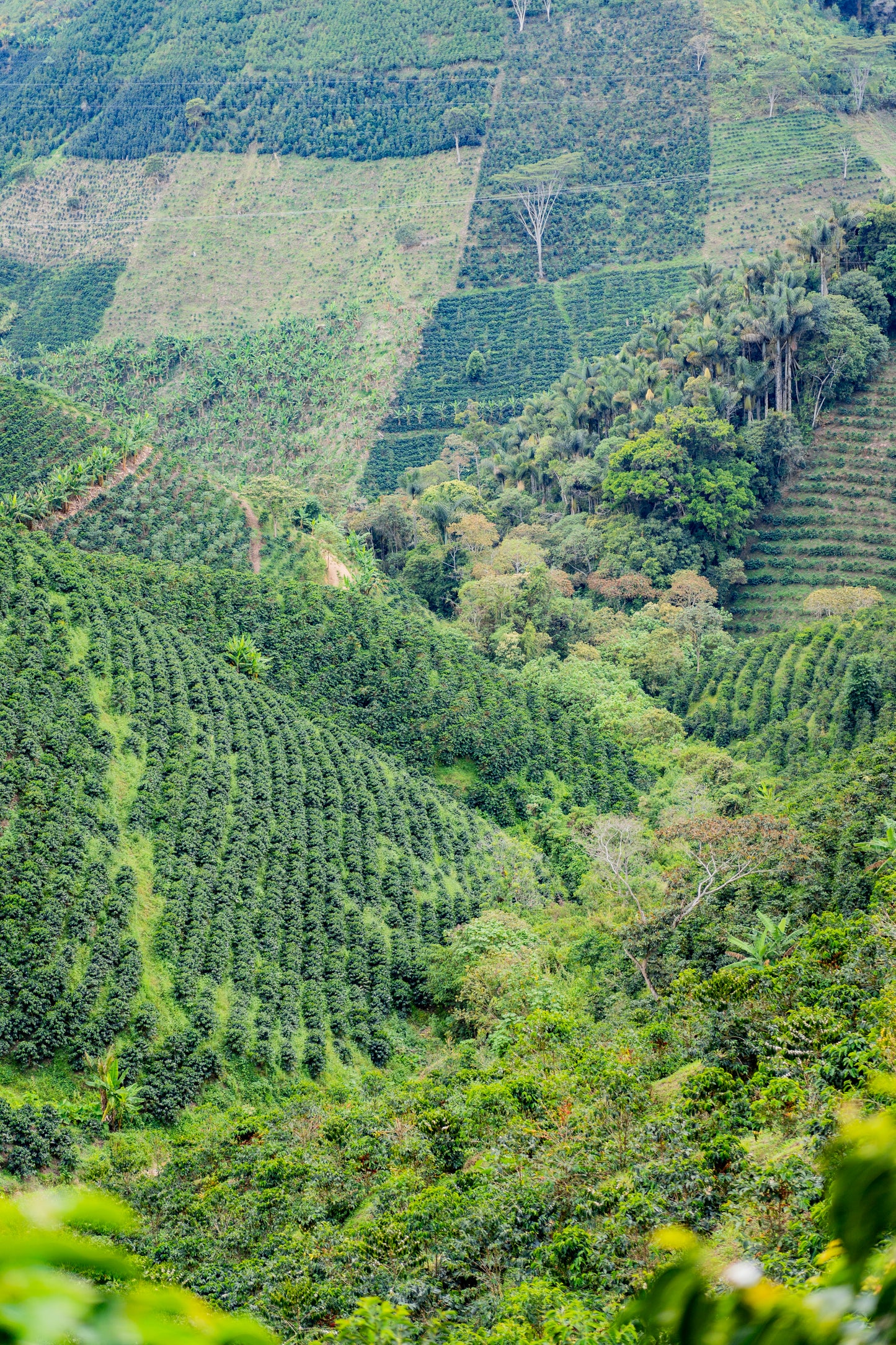 Peñas Blancas - Yellow Bourbon *Rare*