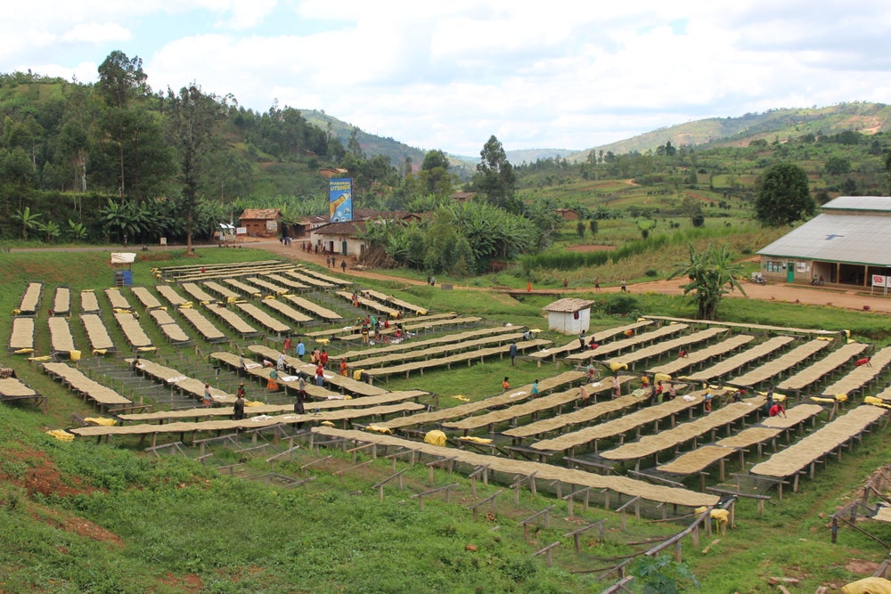 Butegana - CIMA Yeast