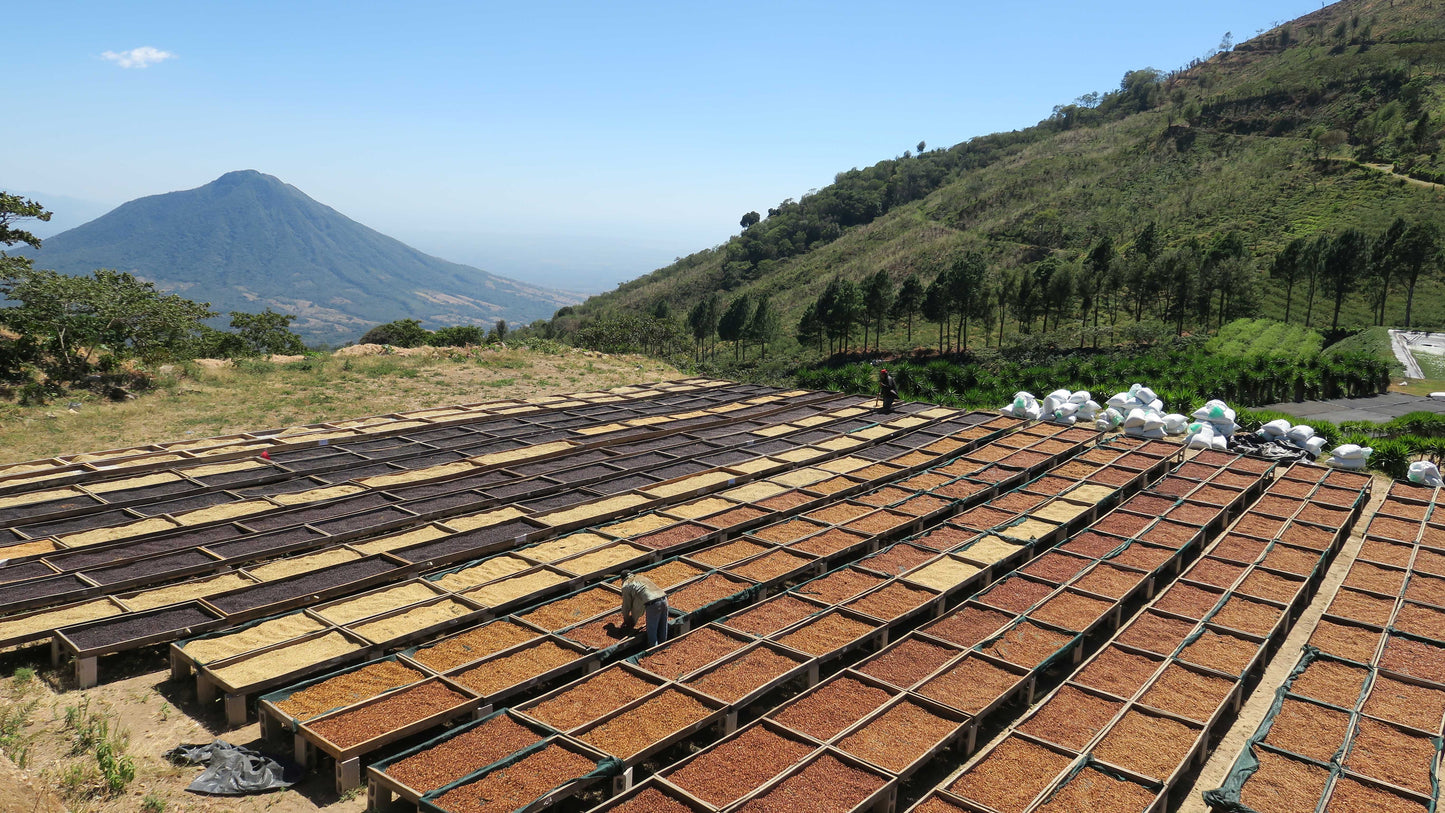 Los Pirineos - Pacamara Indigo *Rare*