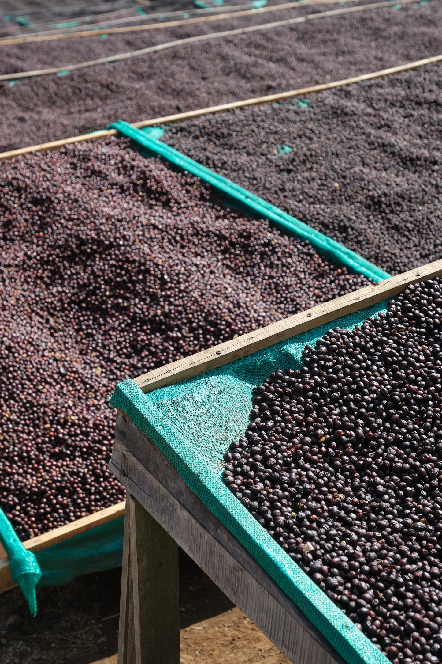 El Llamaron - SL28 *Rare*