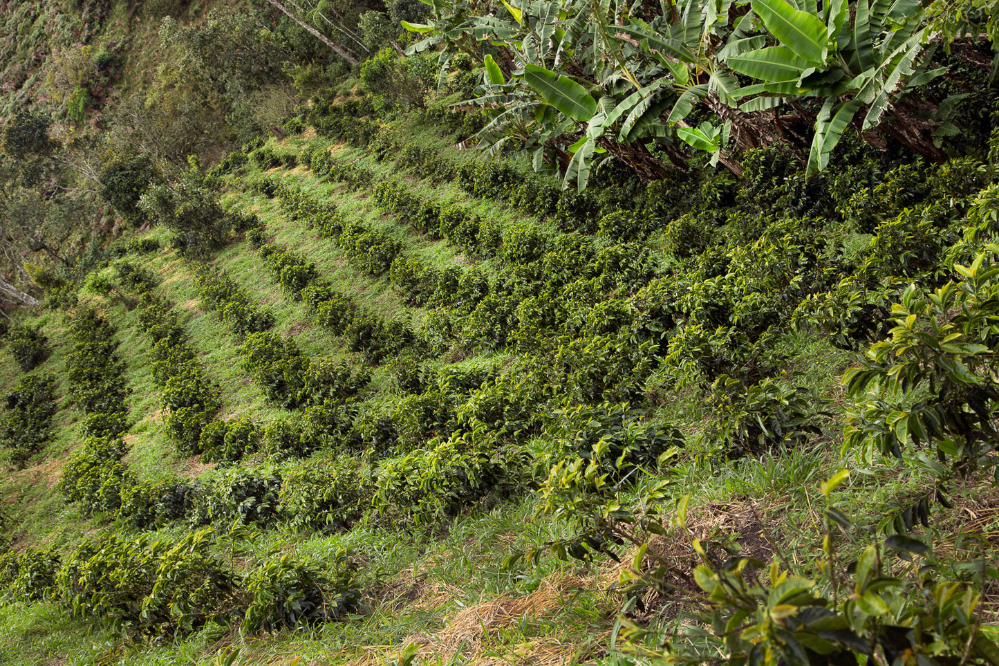 Juan Martin - Gesha *Rare*