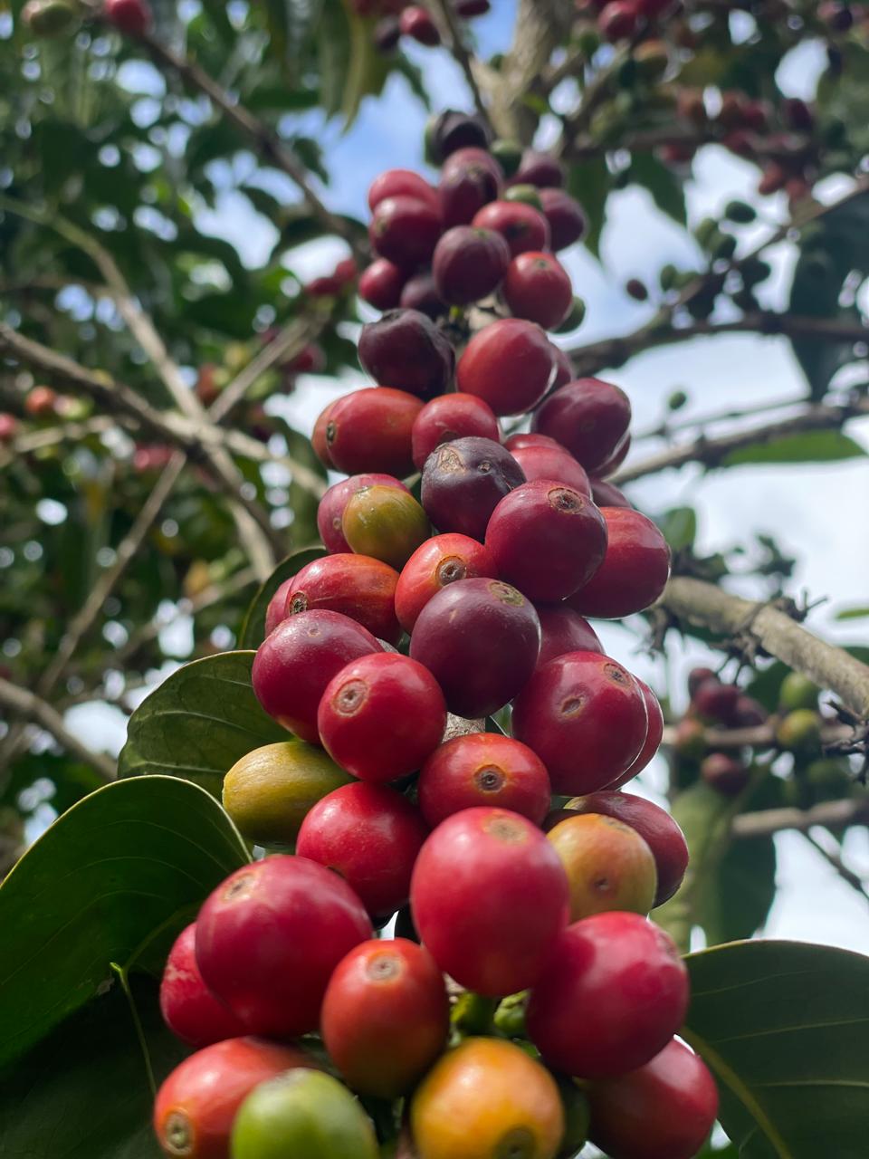 Finca La Sur - Typica