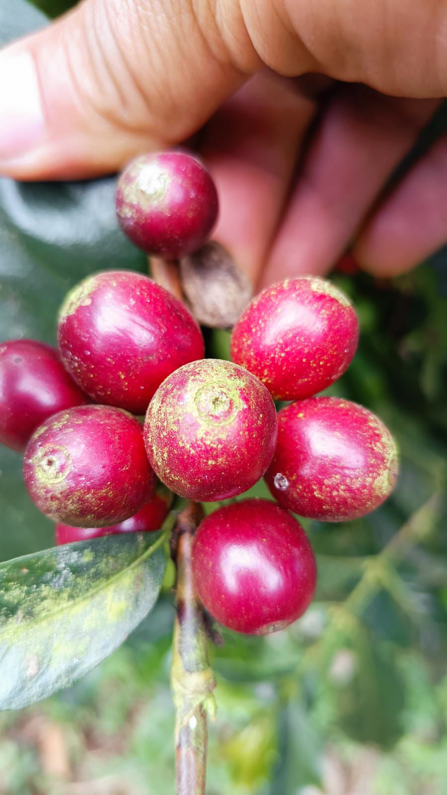 Finca Ethiopia - Gesha