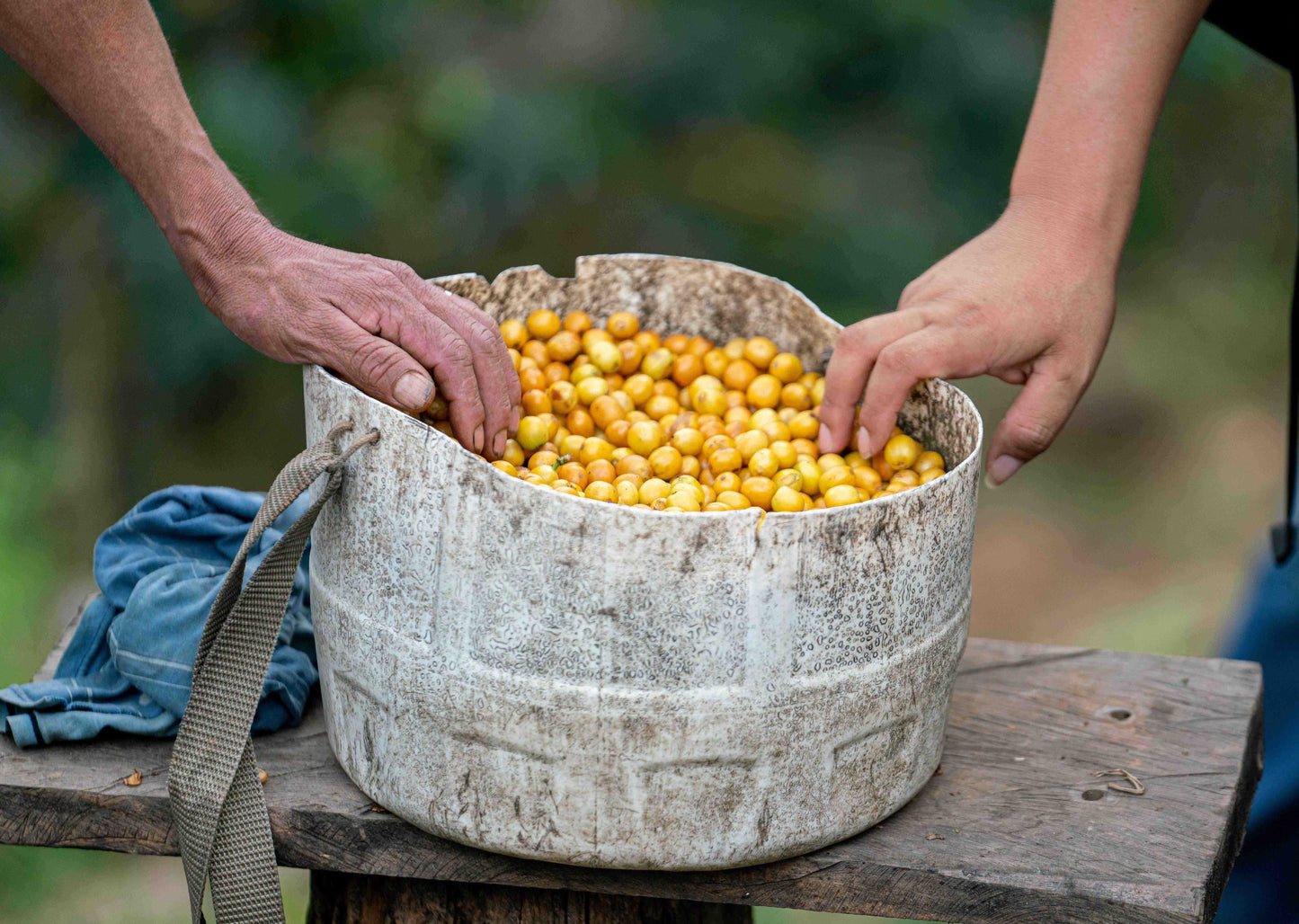 El Cedro