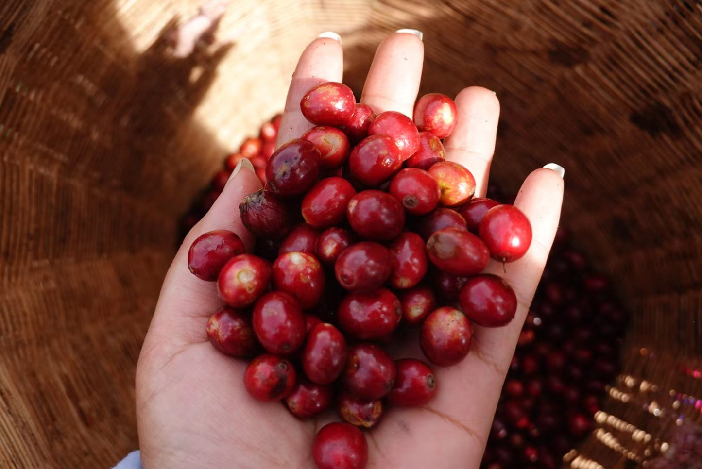 Yunnan Discovery Bundle 3x250g