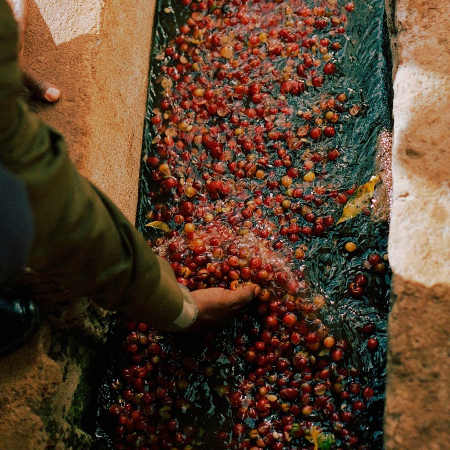 Danche - Hydro Honey *Rare*