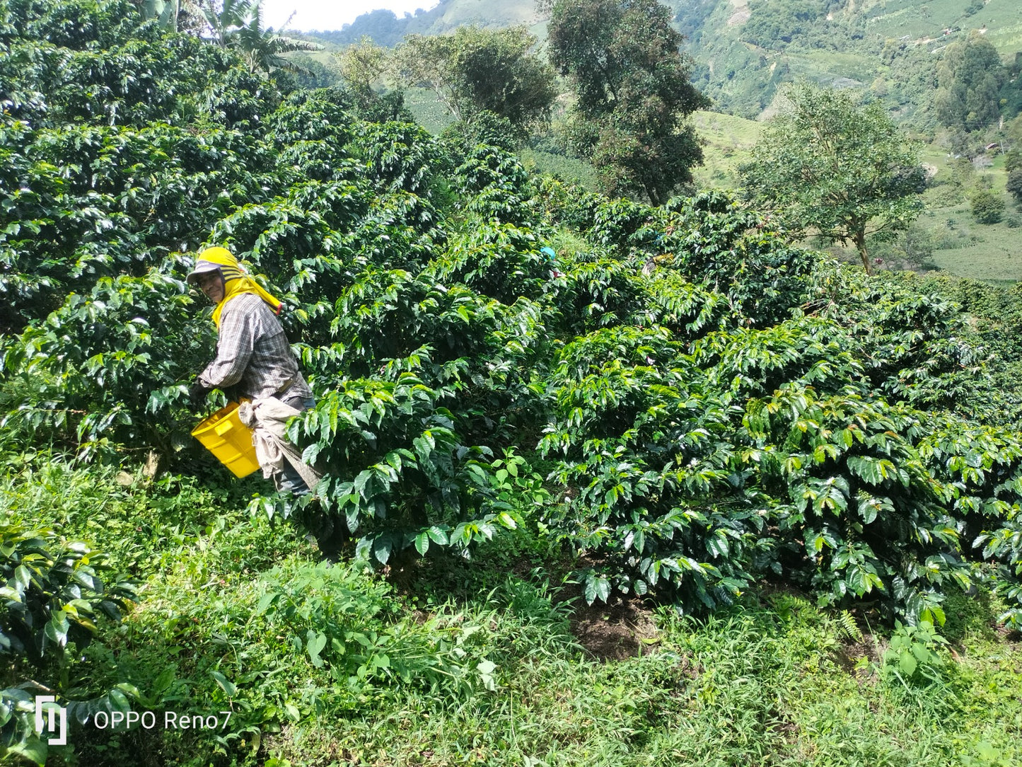 Henry Bonilla - Pink Bourbon *rare*