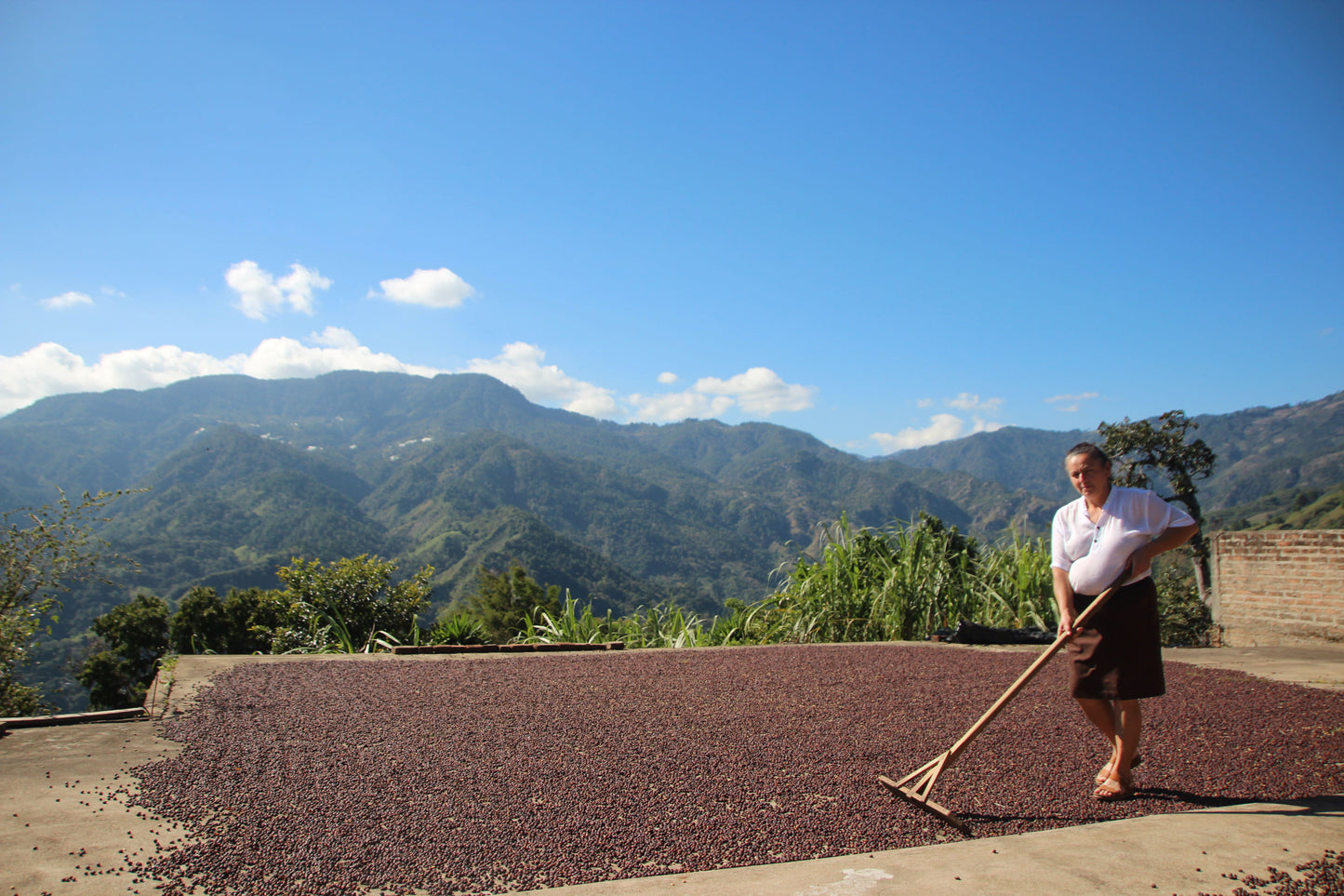 Delmy Hernandez - Koji Natural