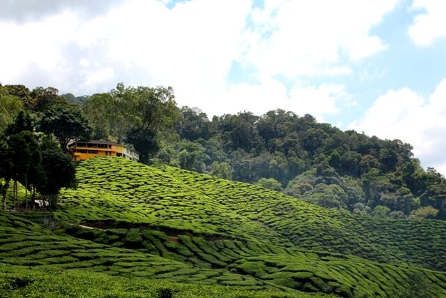 Xo Tea Organic Green Tea "Shaded" 250g