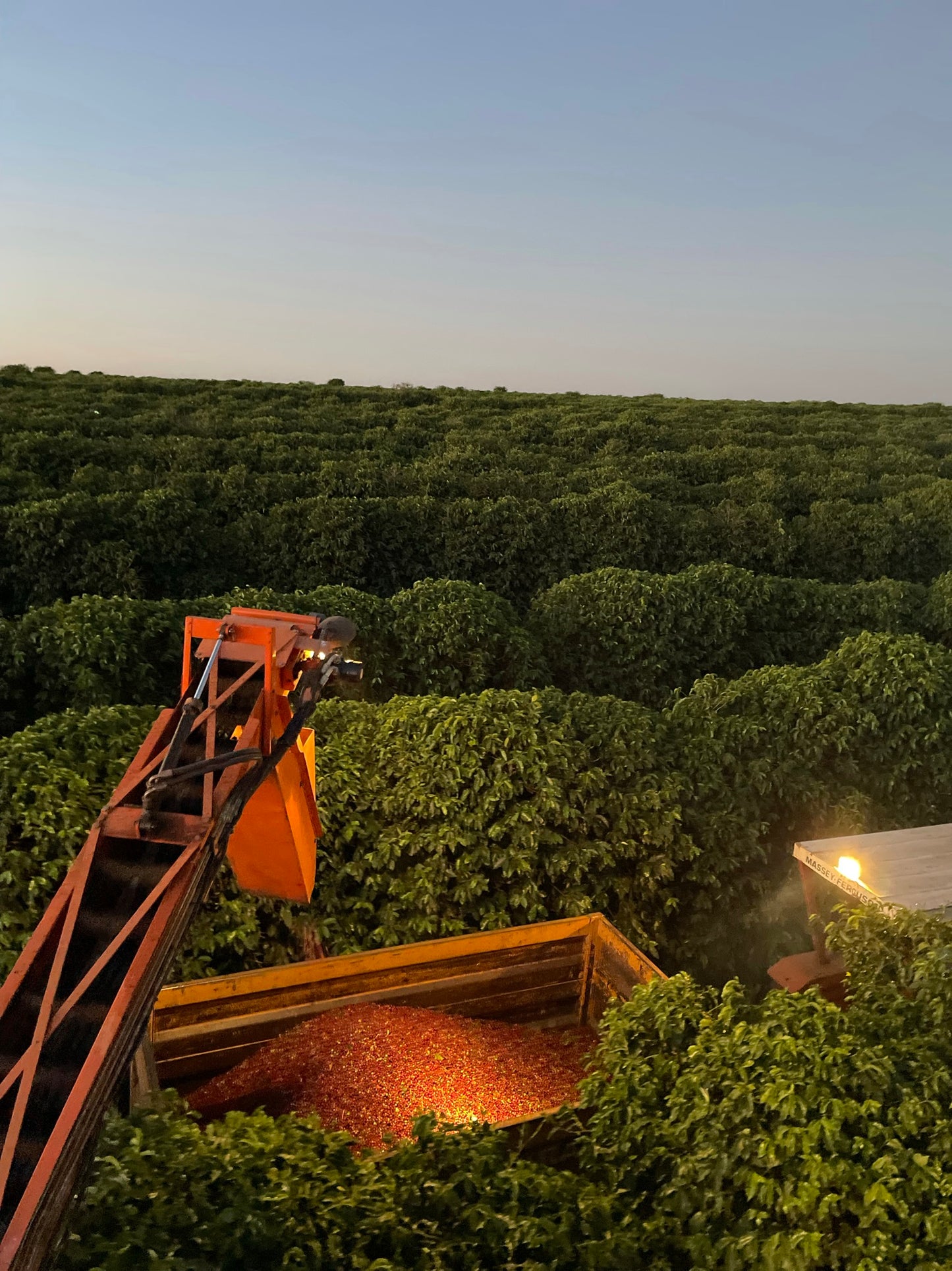 Vinhal - Pina Colada