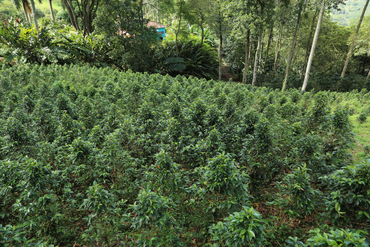 Tres Dragones Lunar New Year 2024 *Rare*