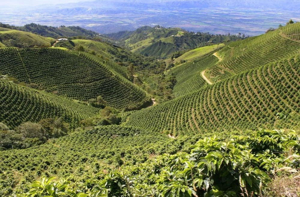 Tolima Organic