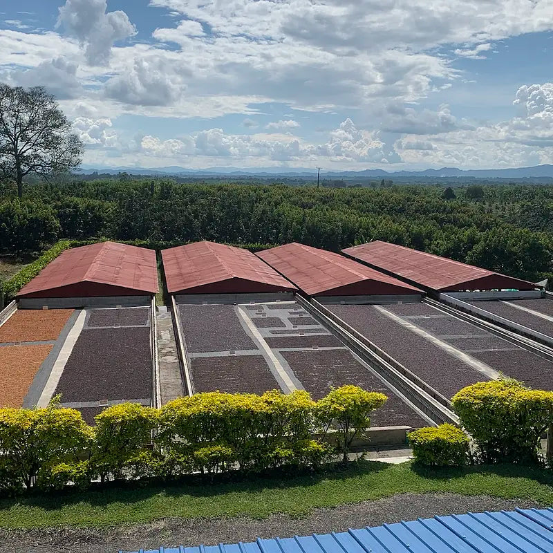 Luz Helena - Gesha Natural *rare*