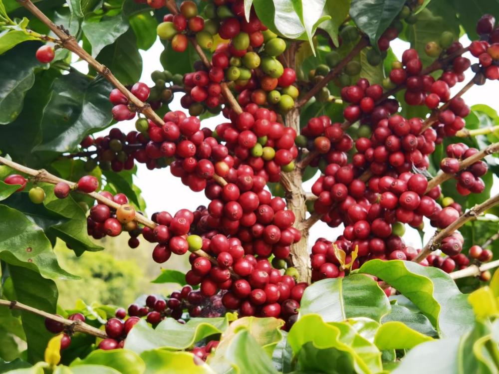 Slope - Purple Caturra