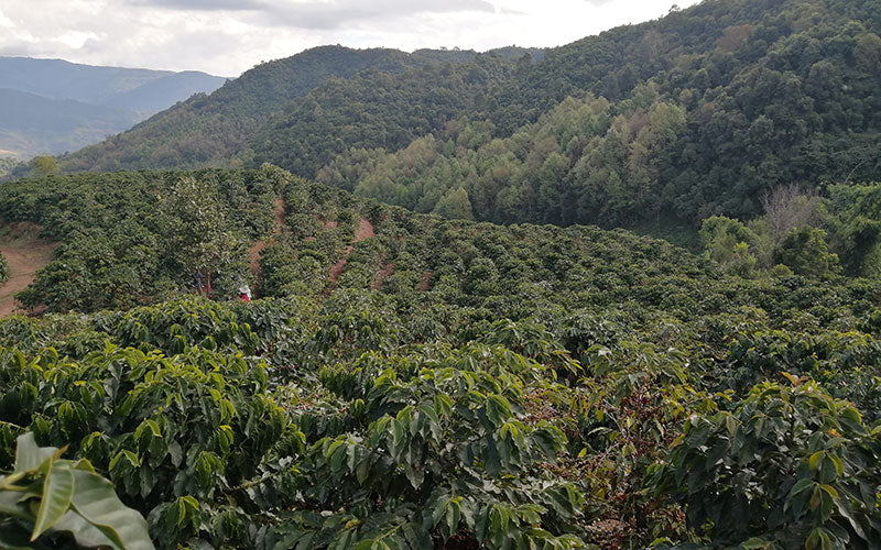 Xiuyuan - Fruit Candy