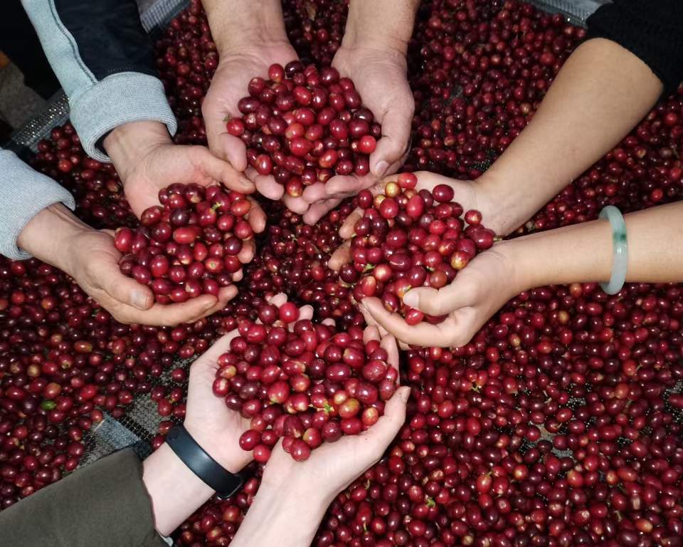 Yunnan Discovery Bundle 3x250g