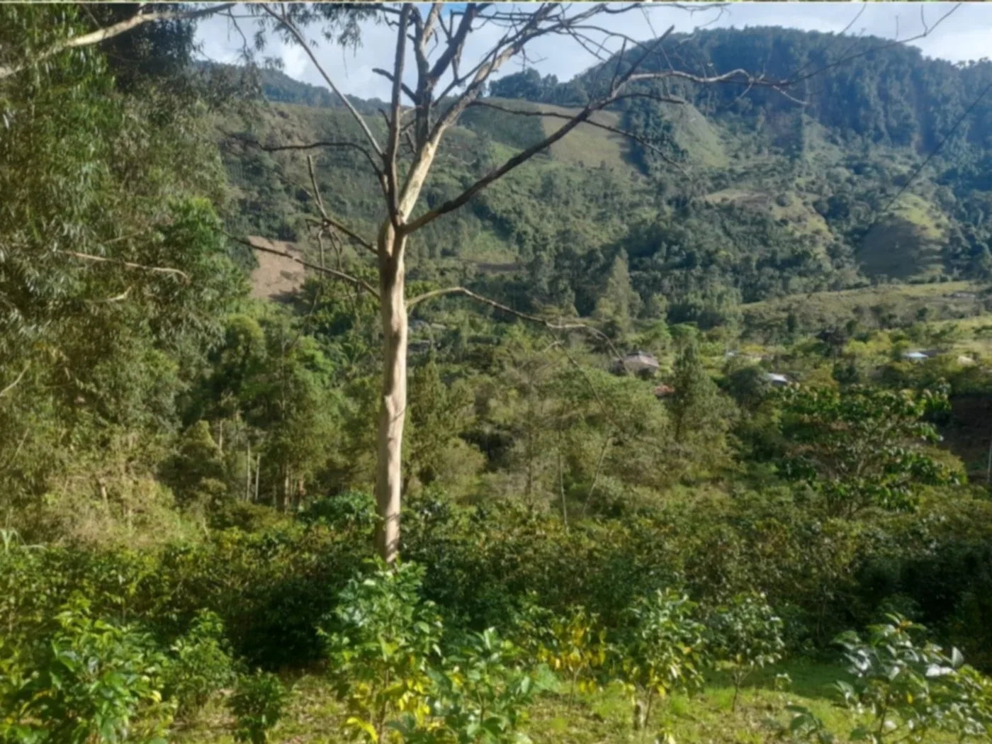 Buena Vista - Bourbon Aruzi