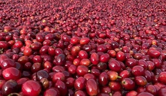 Roast Daddies - Bourbon Blend *Rare* *Sale*