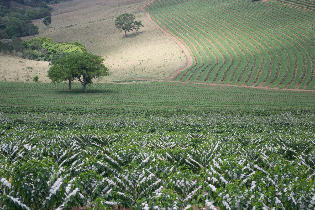 Santuario Sul - Geisha *Rare*