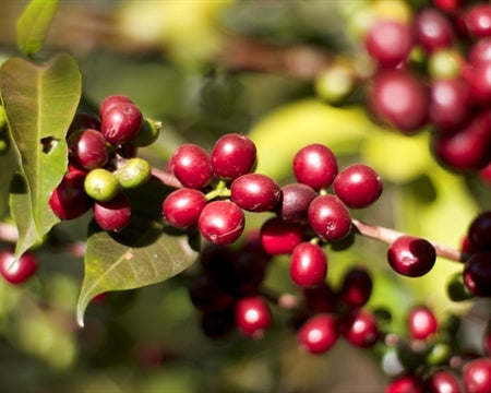 Espresso Single Origin - Roaster's choice
