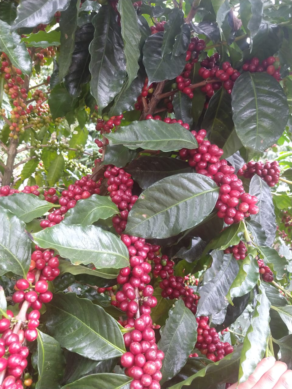 Santuario Project Red Honey