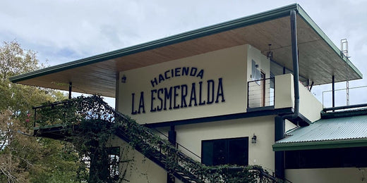 Processing Methods Bootcamp x Hacienda La Esmeralda 2024 - Cupping Event