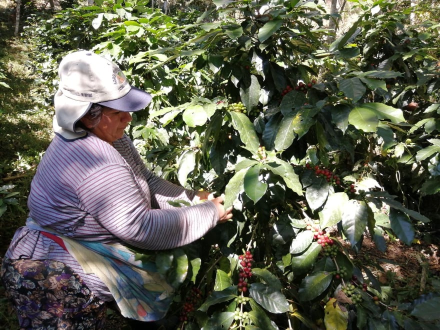 Oscar Hernandez - Orange Bourbon *rare*