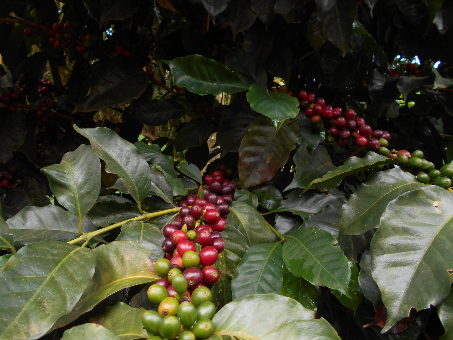 Patio Bonito - Gesha *Rare*