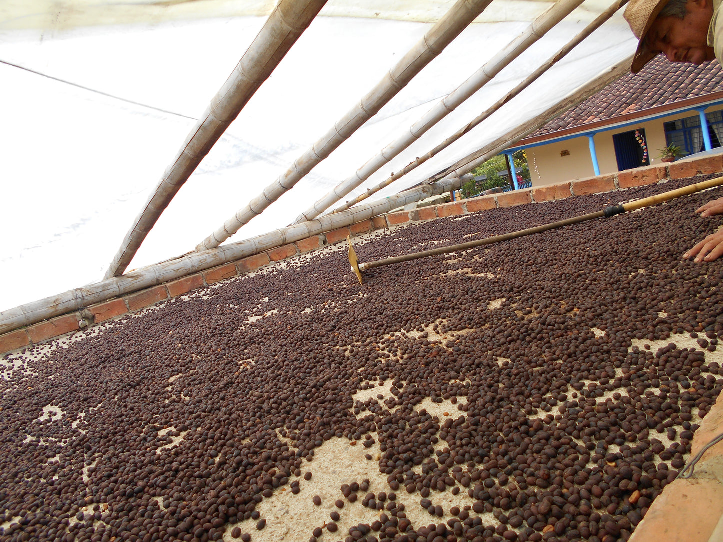 Patio Bonito - Gesha *Rare*