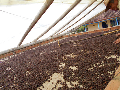 Patio Bonito - Gesha *Rare*