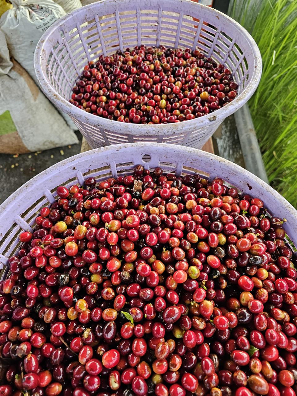 Finca La Sur - Typica