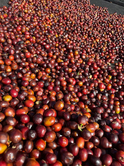 Finca La Sur - Typica