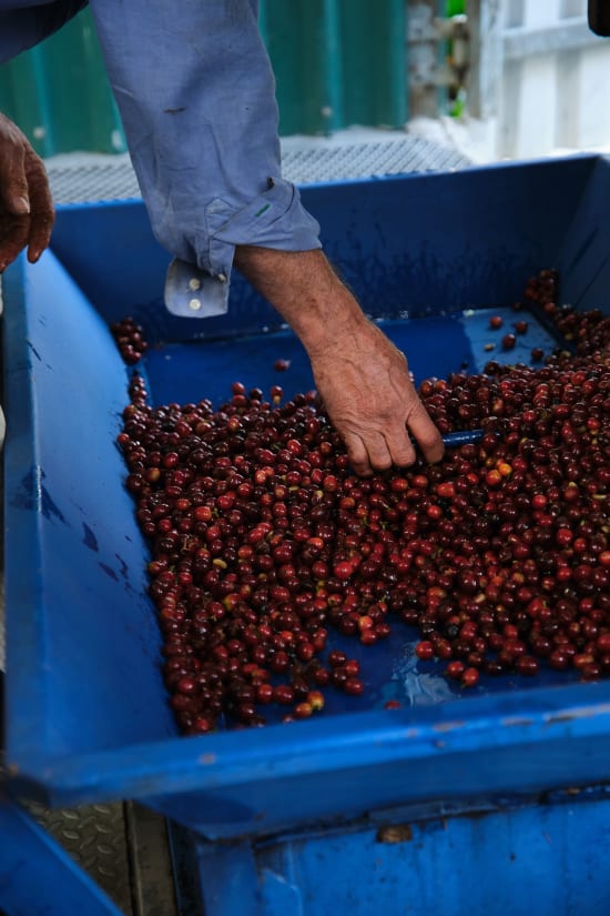 Finca Brumas - Orange Bourbon *Rare*