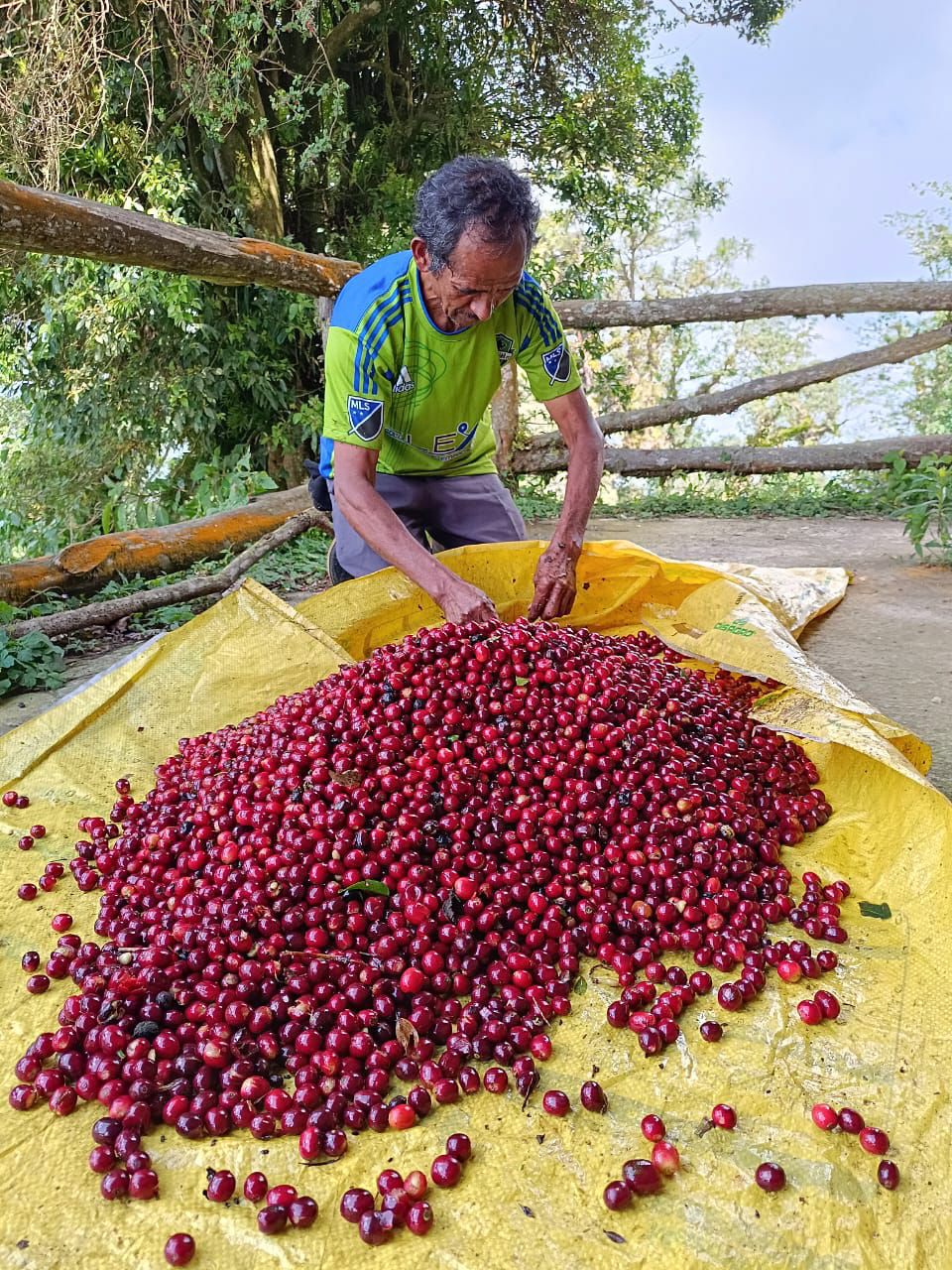Finca Ethiopia - Gesha