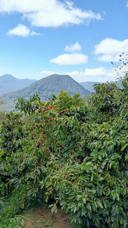 Finca Ethiopia - Gesha