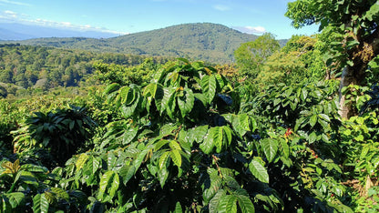 Finca Noruega Red Bourbon