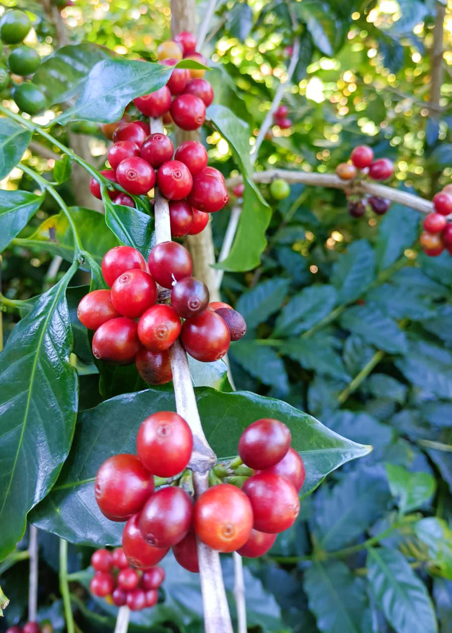 Finca Noruega Red Bourbon