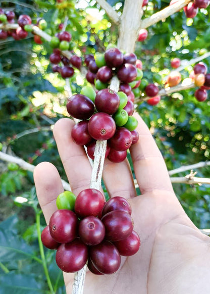 Finca Noruega Red Bourbon