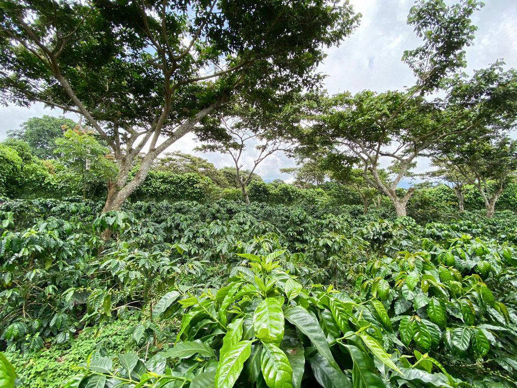 Finca Noruega Red Bourbon