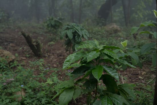 El Poso