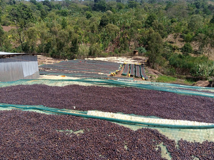 Gargari Amber *Rare*