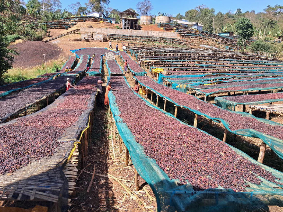 Gargari Amber *Rare*