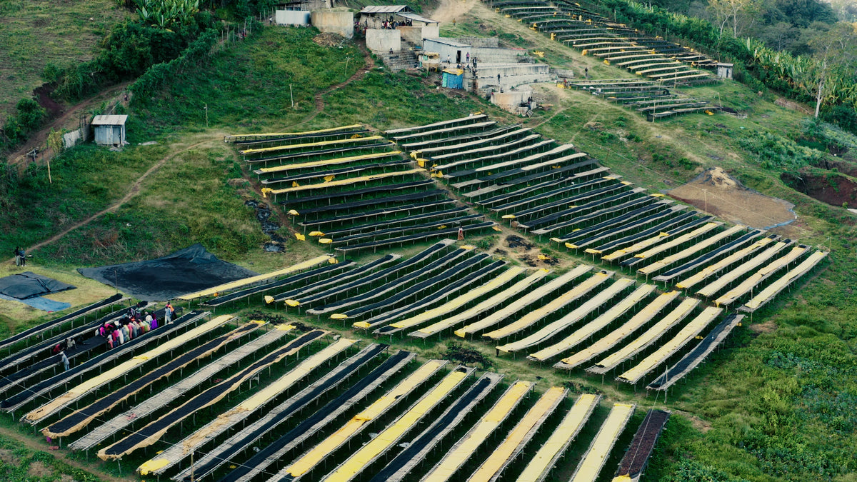 Harsu Sala