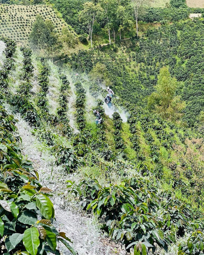 Jhonatan Gasca - Pacamara *Rare*