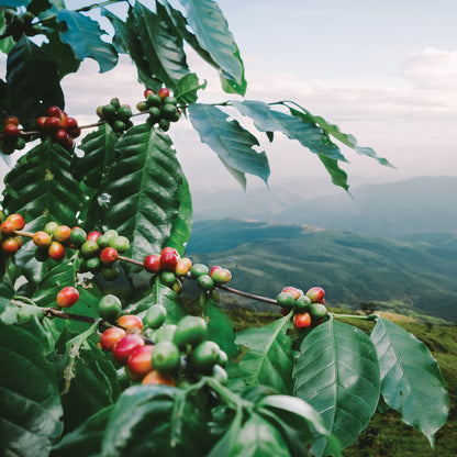 La Cima