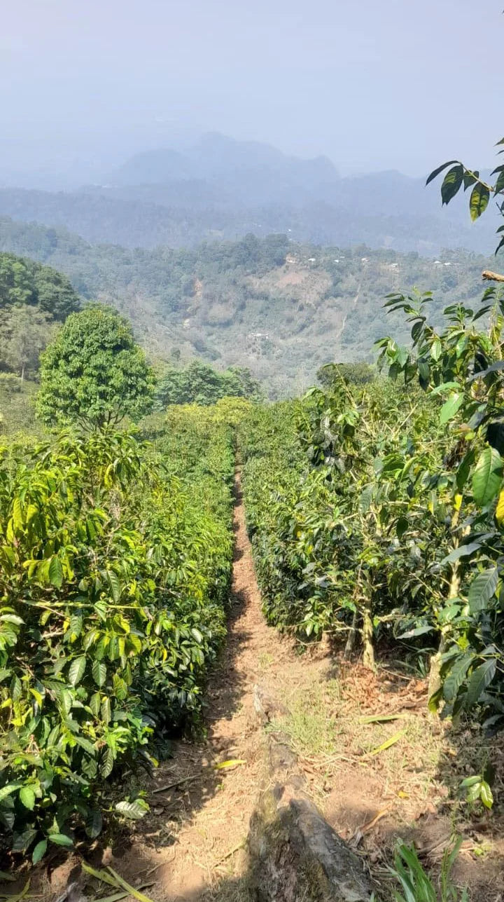 Las Virginias Geisha Washed