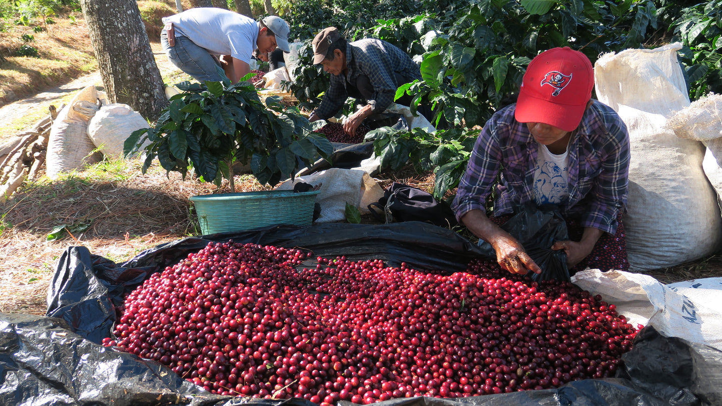 Los Pirineos - Pink Pacamara