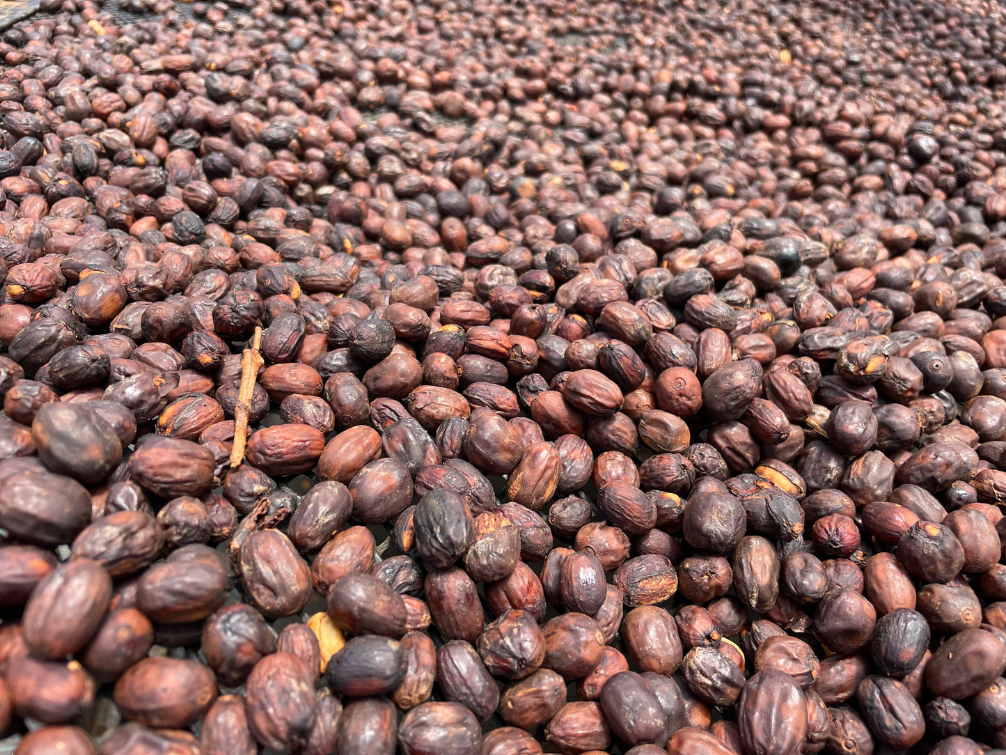 Iris Estate - Aril *Rare*